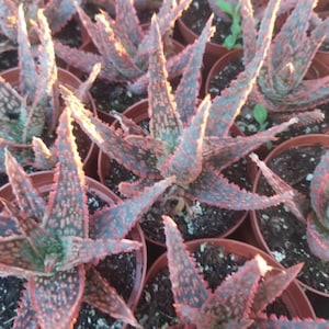 May include: Close-up of a group of small potted plants with red and green spiky leaves. The plants are arranged in a grid pattern and are all in the same size pot.