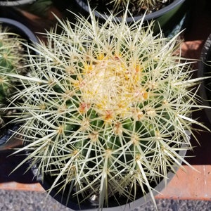 Echinocactus grusonii &quot;Golden Barrel Cactus&quot; (1 Gal Pot)