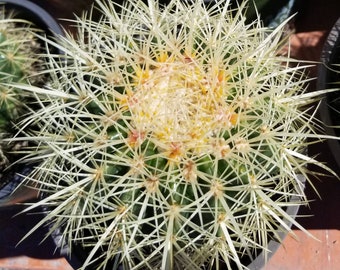 Echinocactus grusonii "Golden Barrel Cactus" (1 Gal Pot)