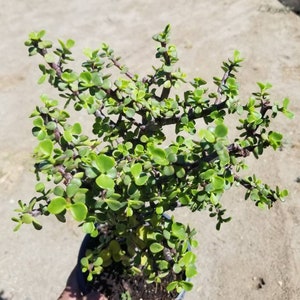 May include: A small, potted Jade plant with vibrant green leaves and dark stems. The plant is in a black plastic pot and is held by a person's hand. The background is a sandy, outdoor setting.