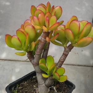 Crassula Ovata Crosby&#39;s Compact &quot;Dwarf Jade Tree&quot; (5&quot; Pot)