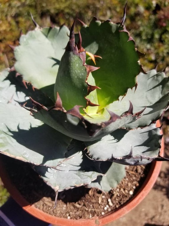 Agave Titanota 