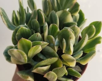 Variegated Crassula Ovata Jade (4"Pot)