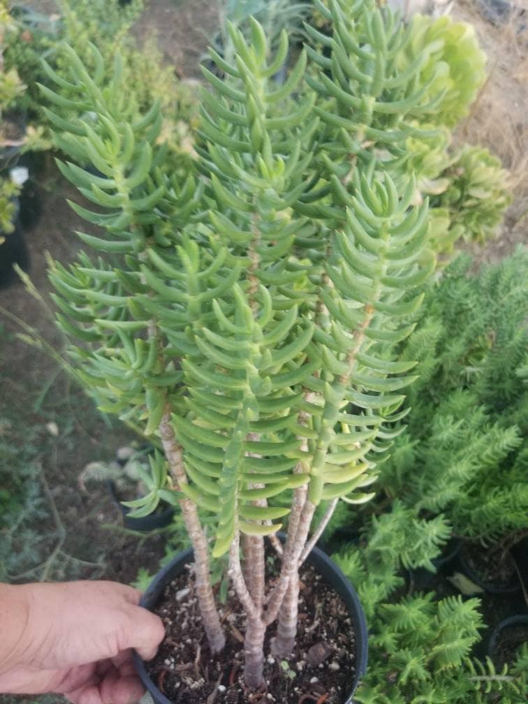 Crassula Tetragona: Bonsai Tree Succulent (1gal Pot) - Etsy