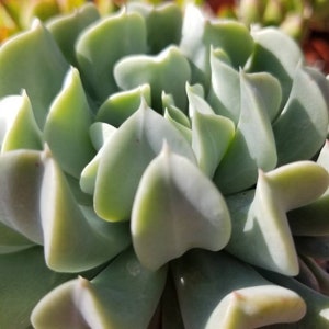 Echeveria Topsy Turvy (4&quot; pot) Succulent Plant