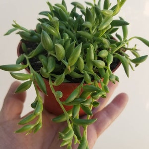 Strings of Bananas &quot;Senecio Radinans&quot; (4&quot; pot)
