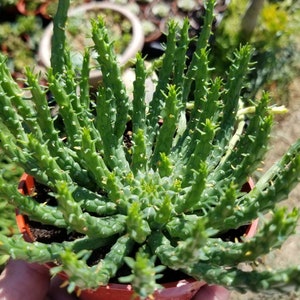 Euphorbia Flanaganii Medusa 4 pot image 1