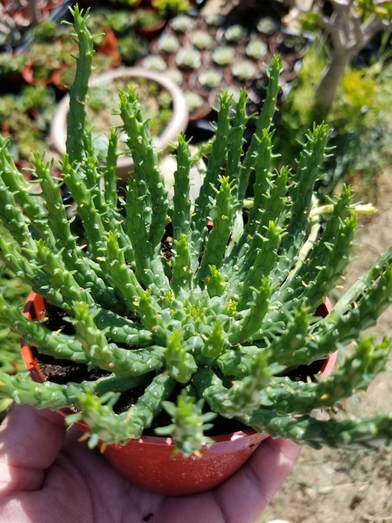 Euphorbia Flanaganii Medusa (4" Pot) Succulent Plant - Etsy