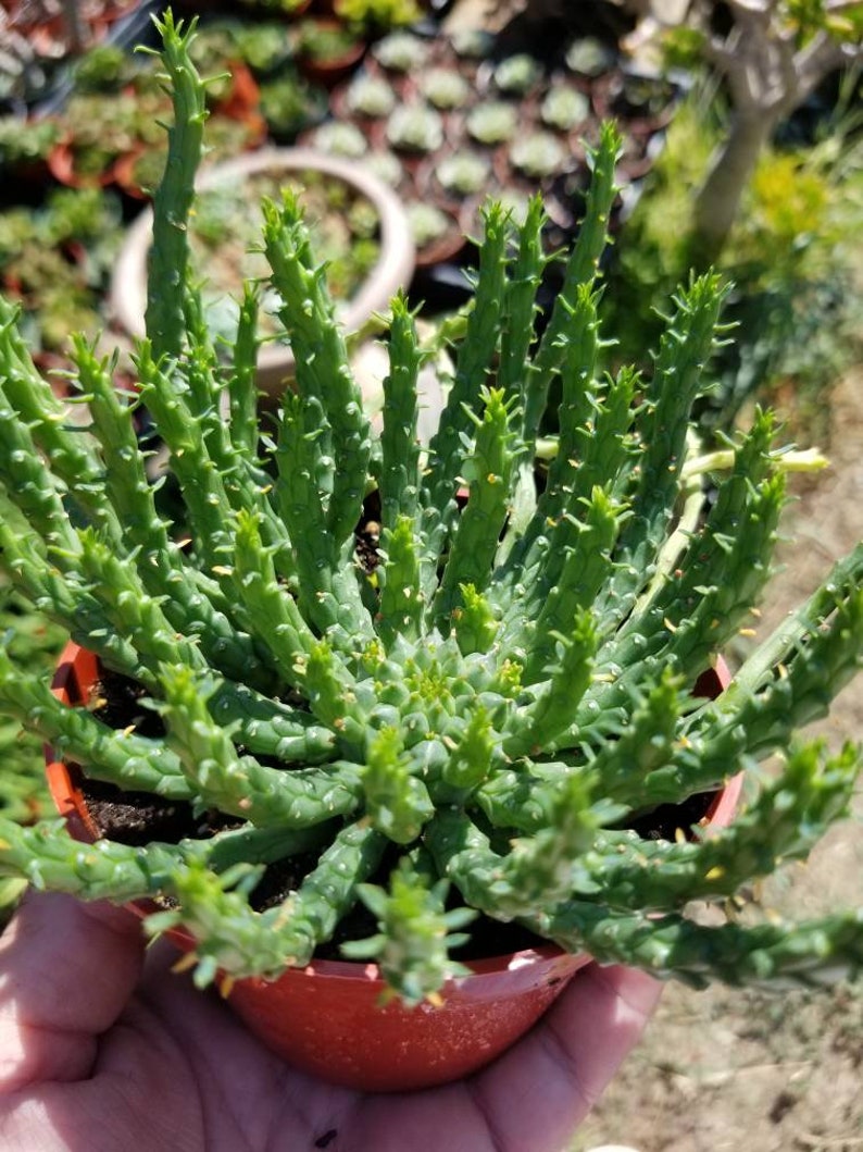 Euphorbia Flanaganii Medusa 4 pot image 1