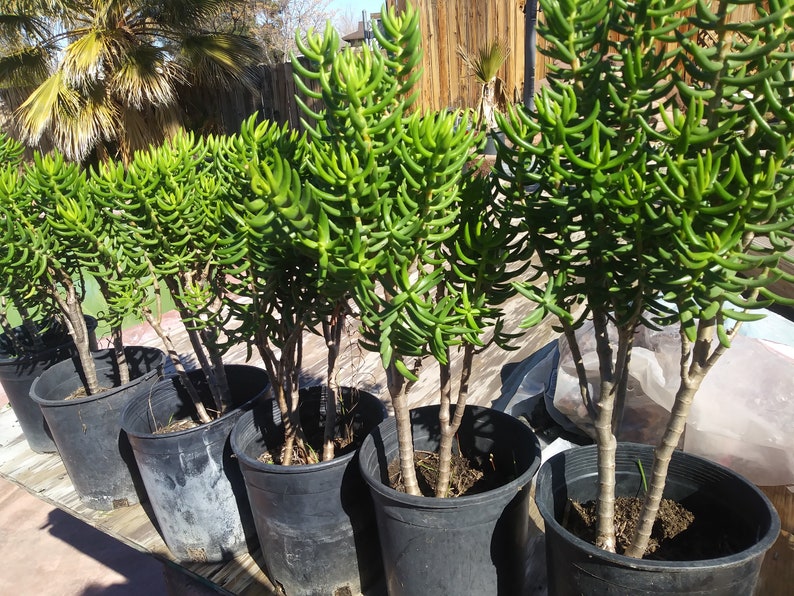 1 Gal Crassula Tetragona Tree