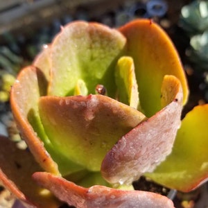 Echeveria Fireball (4" pot) Succulent Plant image 8