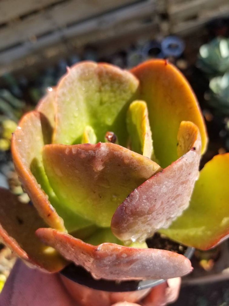 Echeveria Fireball (4" pot) Succulent Plant image 8