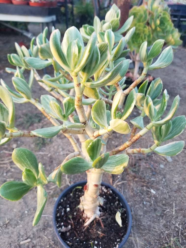 Variegated Crassula Ovata Jade Tree (1 Gal. Pot)