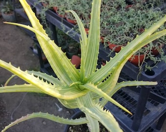 Aloe Arborenscens Variegated (1 Gal pot)