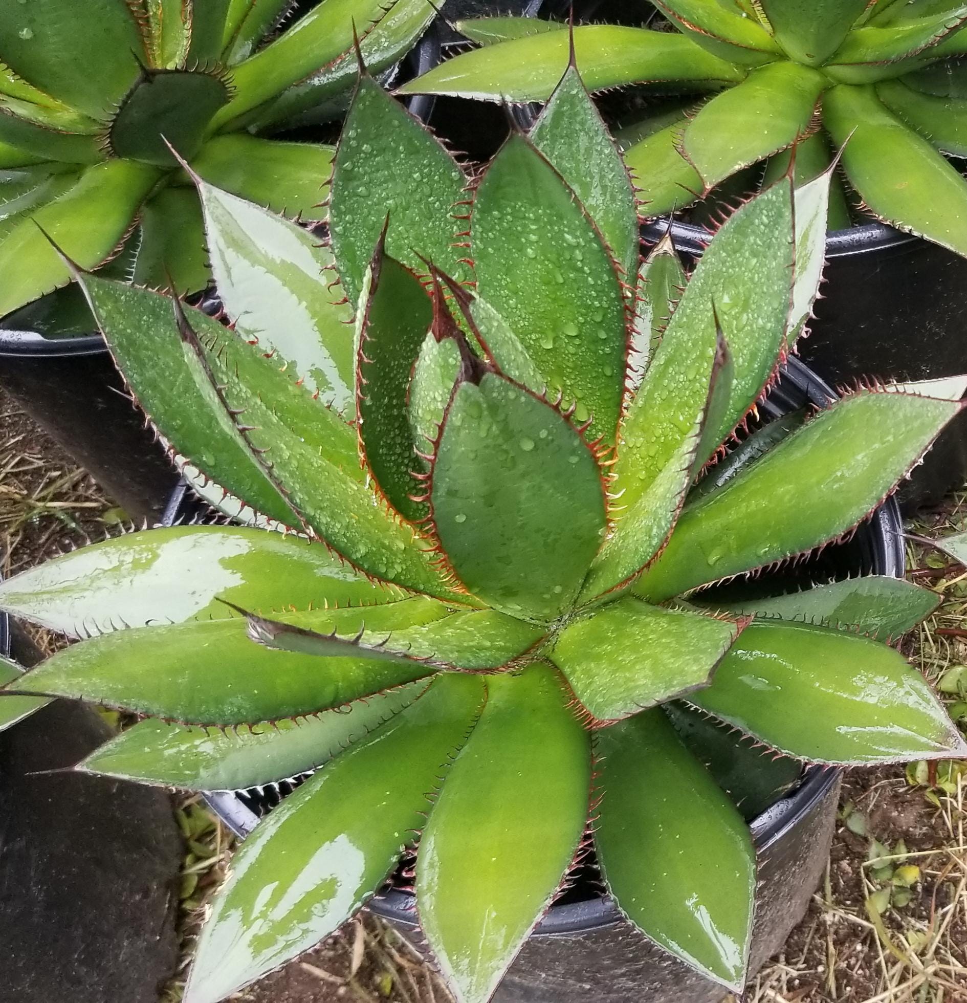 Agave Horrida - Etsy
