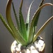 see more listings in the Agave section