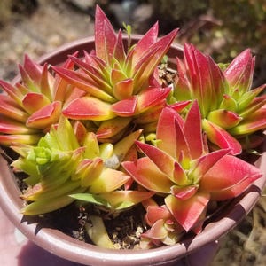 Crassula Red Pagoda (4&quot; Pot)Succulent Plant