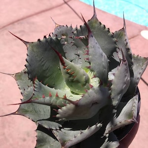 May include: A close-up of a green agave plant with sharp, red-tipped spines. The plant is in a pot and has a rosette shape.