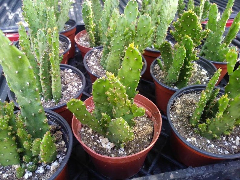 4 Opuntia Monacantha maverick Cactus Etsy