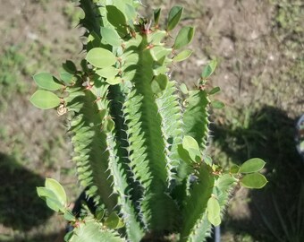 Euphorbia Trigona 
