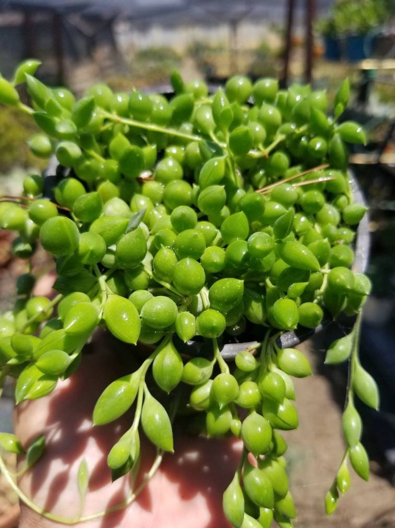 BeautifulDesertPlant Senecio herreianus Strings of Tears - Thumbnail 4