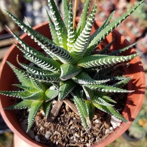 Haworthia Fasciata Zebra (4&quot; pot)Succulent Plant