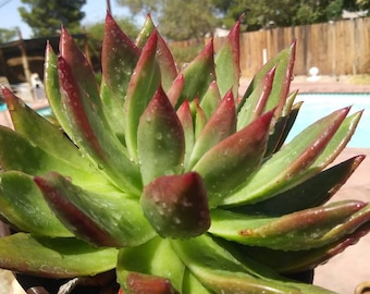 Echeveria Agavoide Frank Reinelt (1 Gal. Pot)Succulent Plant