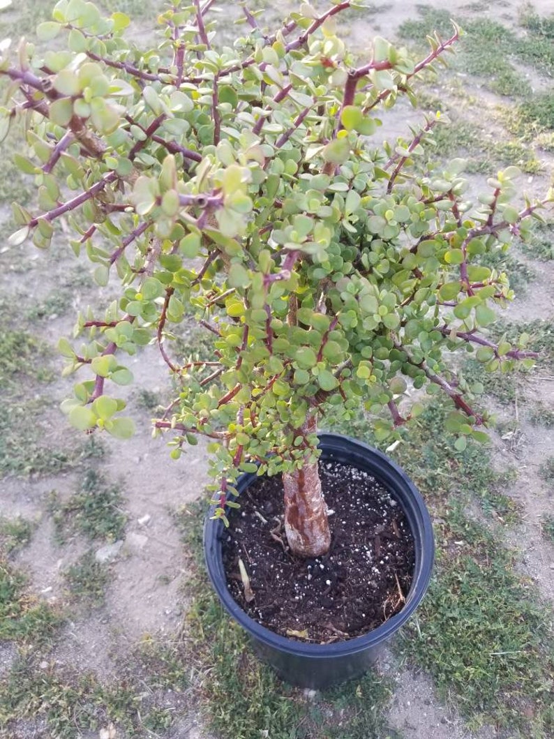 Portulacaria Afra Tree Elephant Bush 5 Gal. Pot Money Tree, Bonsai Tree. image 6