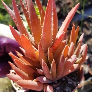 Aloe Crosby's Prolific  (4" Pot)