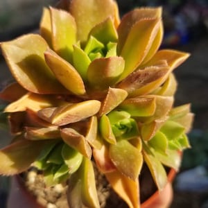 Aeonium Decorum Coopery (5" Pot) Succulent Plant