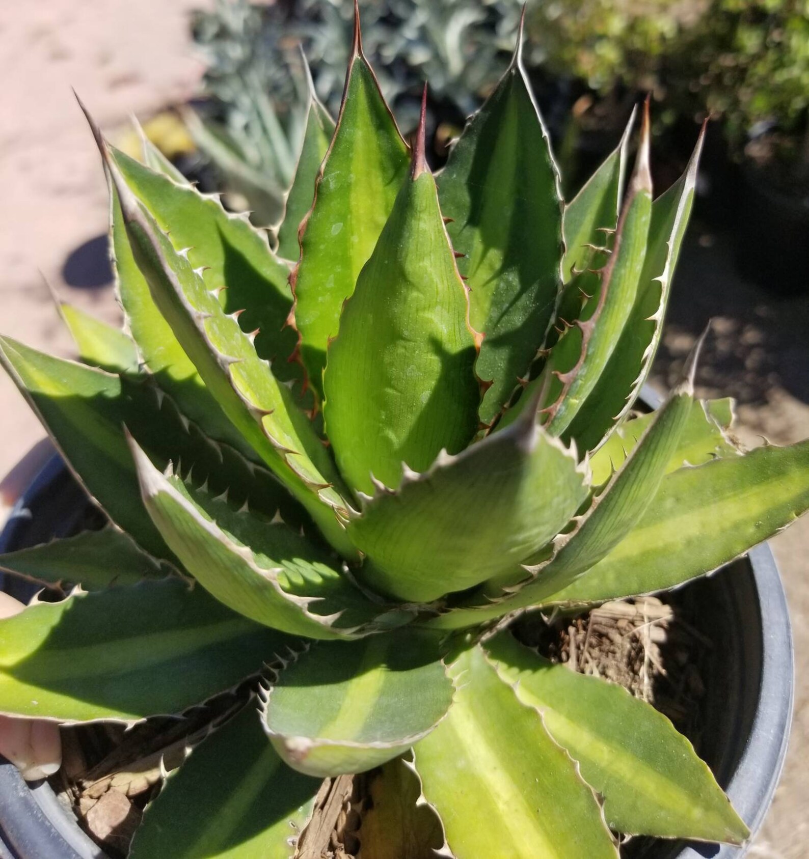 Agave Lophantha Splendida (1 Gal.pot) - Etsy