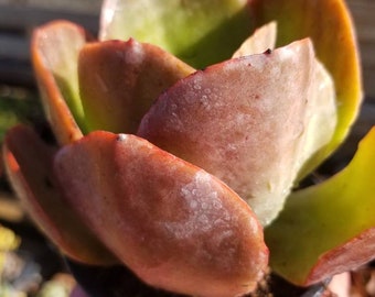 Echeveria Fireball (4" pot) Succulent Plant