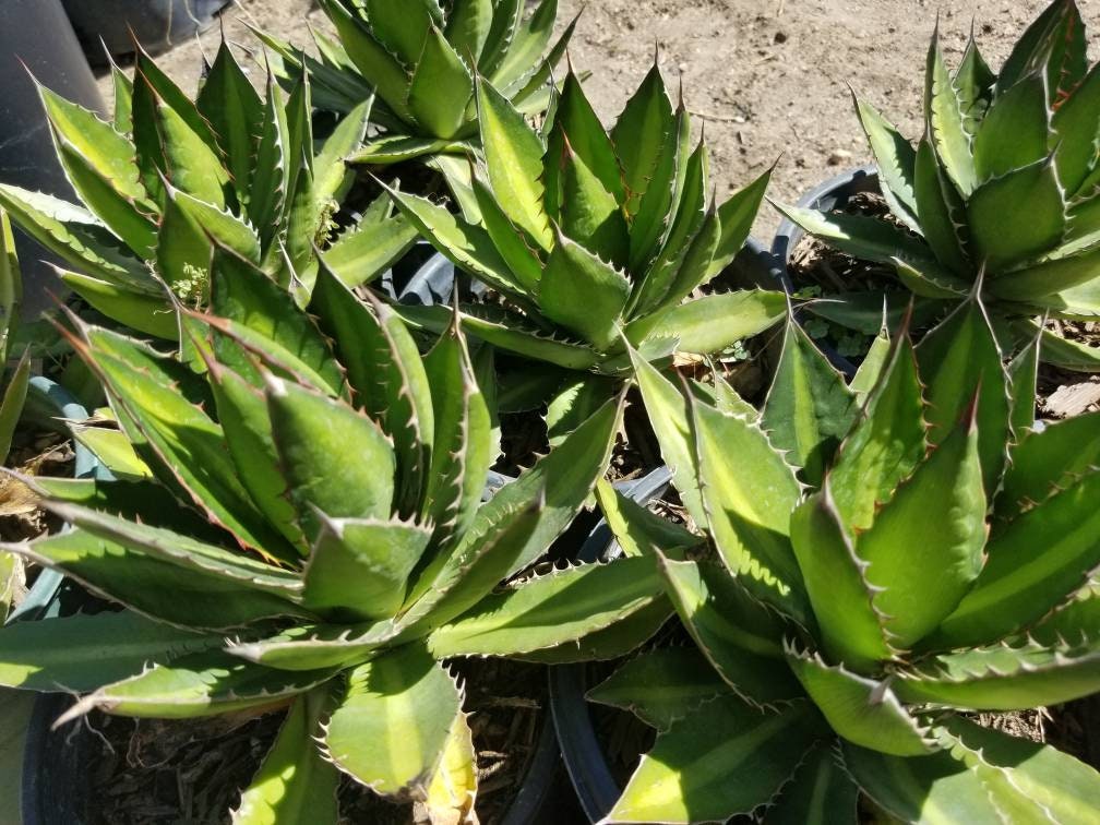 Agave Lophantha Splendida (1 Gal.pot) - Etsy