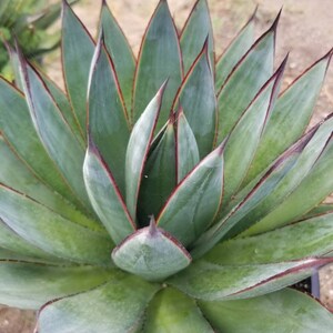 May include: Close-up of a succulent plant with long, pointed, blue-green leaves. The edges of the leaves are outlined in red, and the tips are dark brown. The plant is in a black pot and appears healthy.