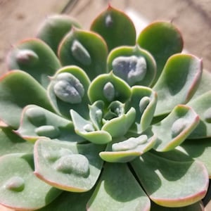 May include: A close-up of a green succulent plant with a rosette shape. The leaves have a light green color and a reddish-brown edge. There are white spots on the leaves.