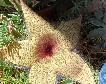 Stapelia Gigantea (4" pot)