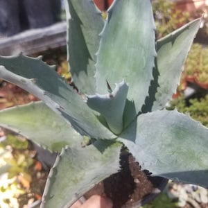 Blue Agave Americana (1 Gal. Pot)