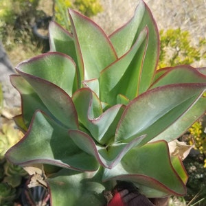 Echeveria Subrigida &quot;Fire and Ice&quot; (1 Gal. Pot)