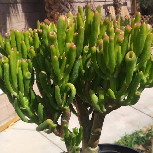 Crassula Ovata Gollum Tree (1 gal.pot) Shrek Ears Tree, Bonsai Tree.