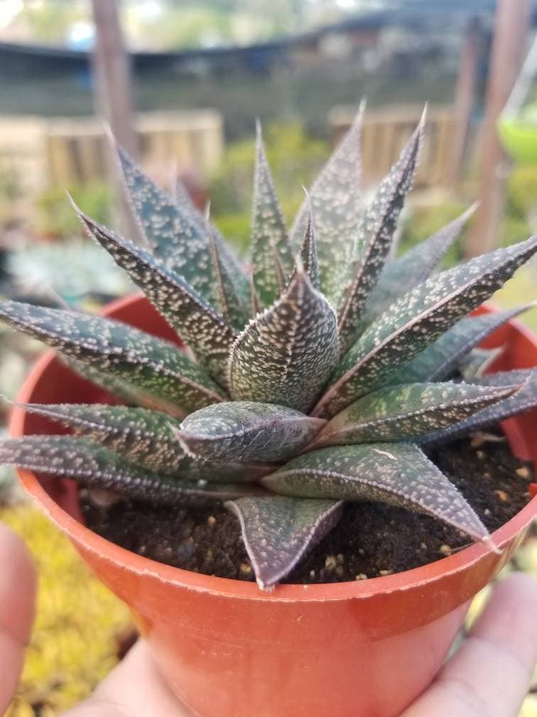 Gasteria Flow (4" Pot) Succulent Plant - Etsy Israel