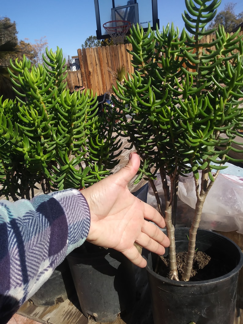 1 Gal Crassula Tetragona Tree
