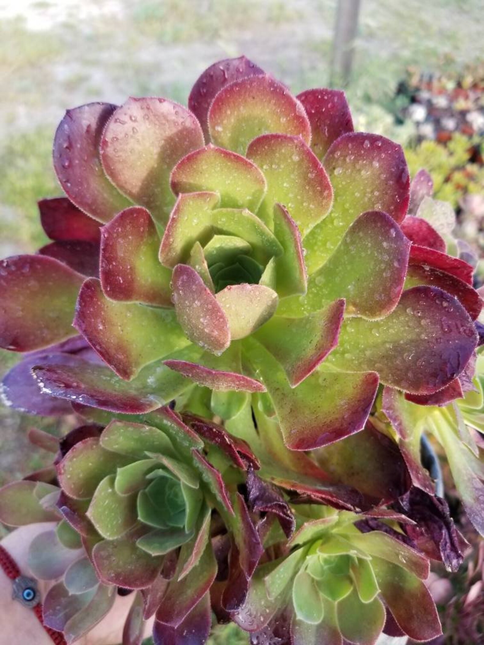Aeonium Salad Bowl Bouquet 1 Gal. Etsy