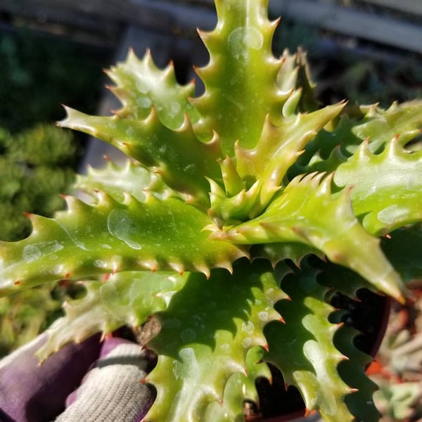 Aloe Congolensis (4" pot)