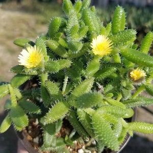 May include: A small potted succulent plant with spiky green leaves and yellow flowers.