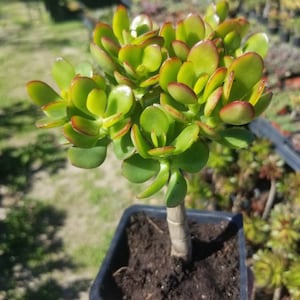 Crassula Ovata Crosby&#39;s (5&quot;pot) Mini tree
