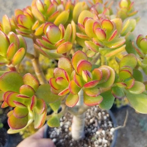 Crassula Ovata Crosby&#39;s Compact (1 gal.pot) &quot;Bonsai tree&quot; Drought tolerance tree.Succulent Plant