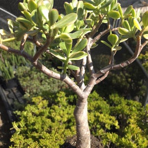 May include: A small jade plant with a thick, brown trunk and multiple branches. The leaves are oval-shaped, green with yellow edges. The plant is potted in soil and surrounded by other green plants.