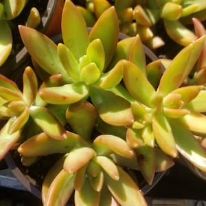 May include: A close-up of a succulent plant with green and orange leaves. The plant is in a pot and the leaves are arranged in a rosette pattern.
