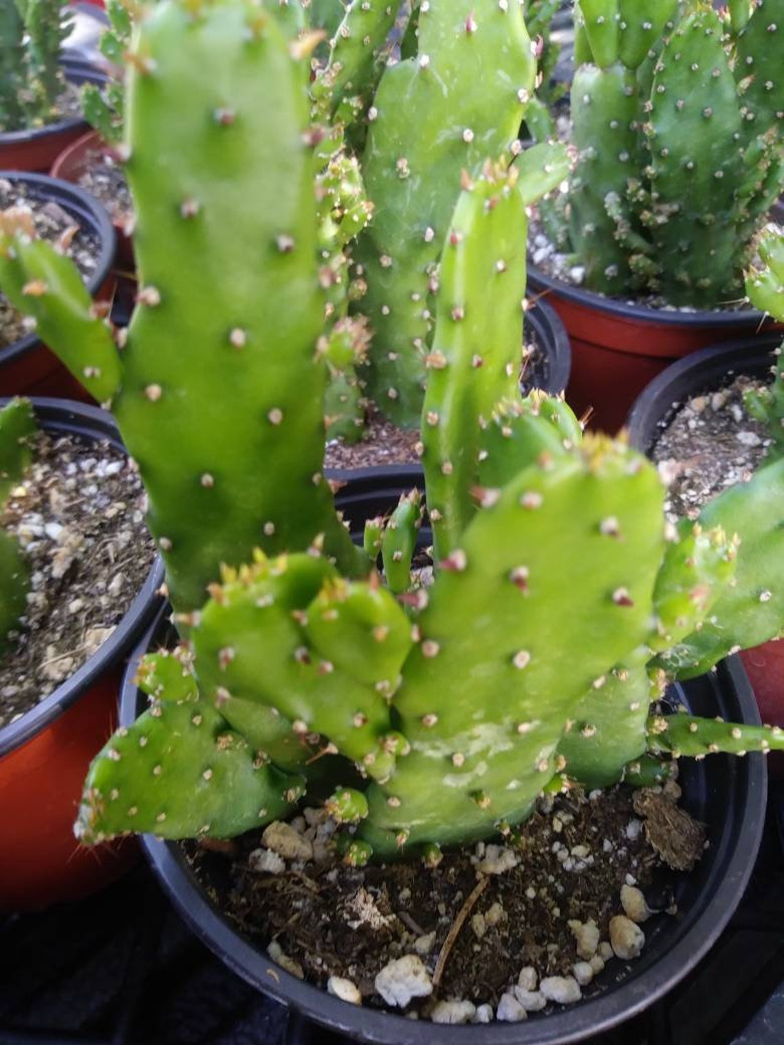 4 Opuntia Monacantha maverick Cactus Etsy