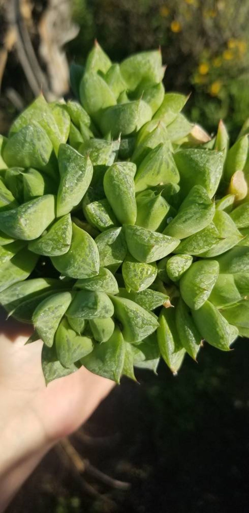 Haworthia cuspidata